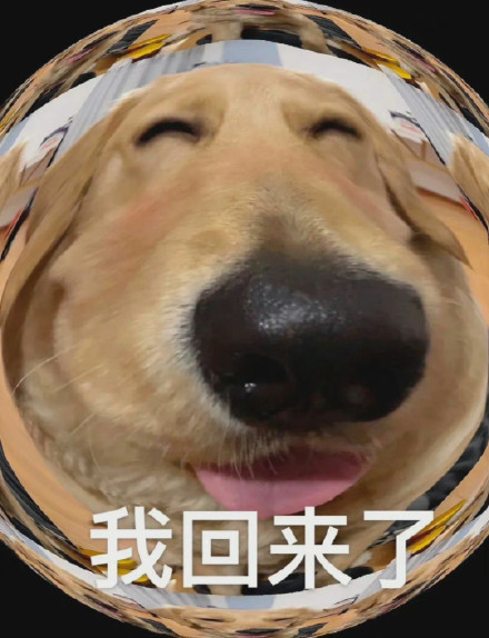 狗狗归来