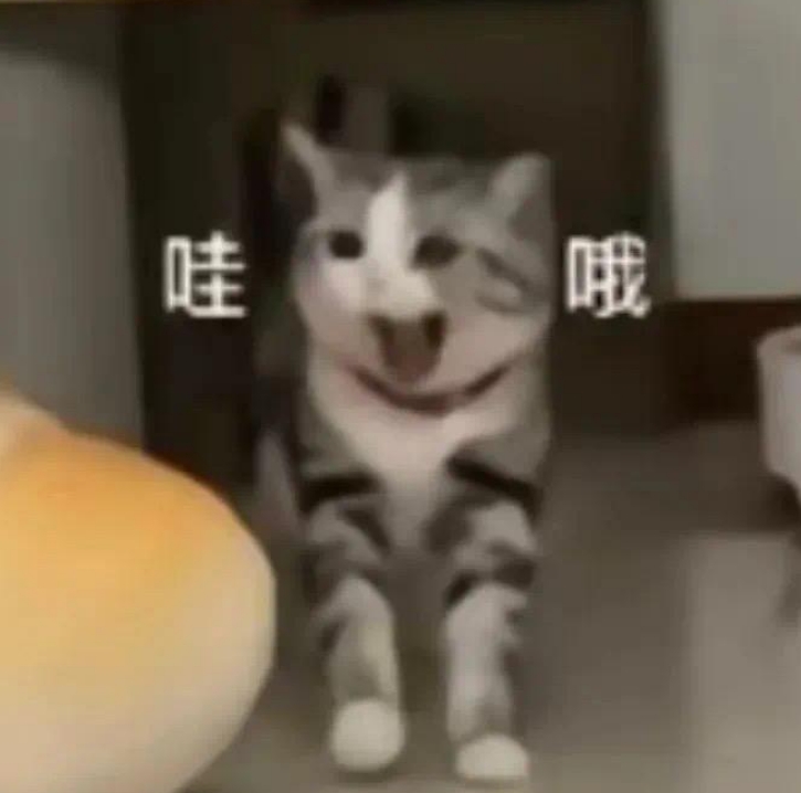 震惊的猫咪
