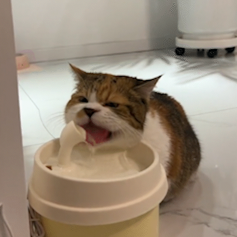 猫咪喝水的搞笑瞬间
