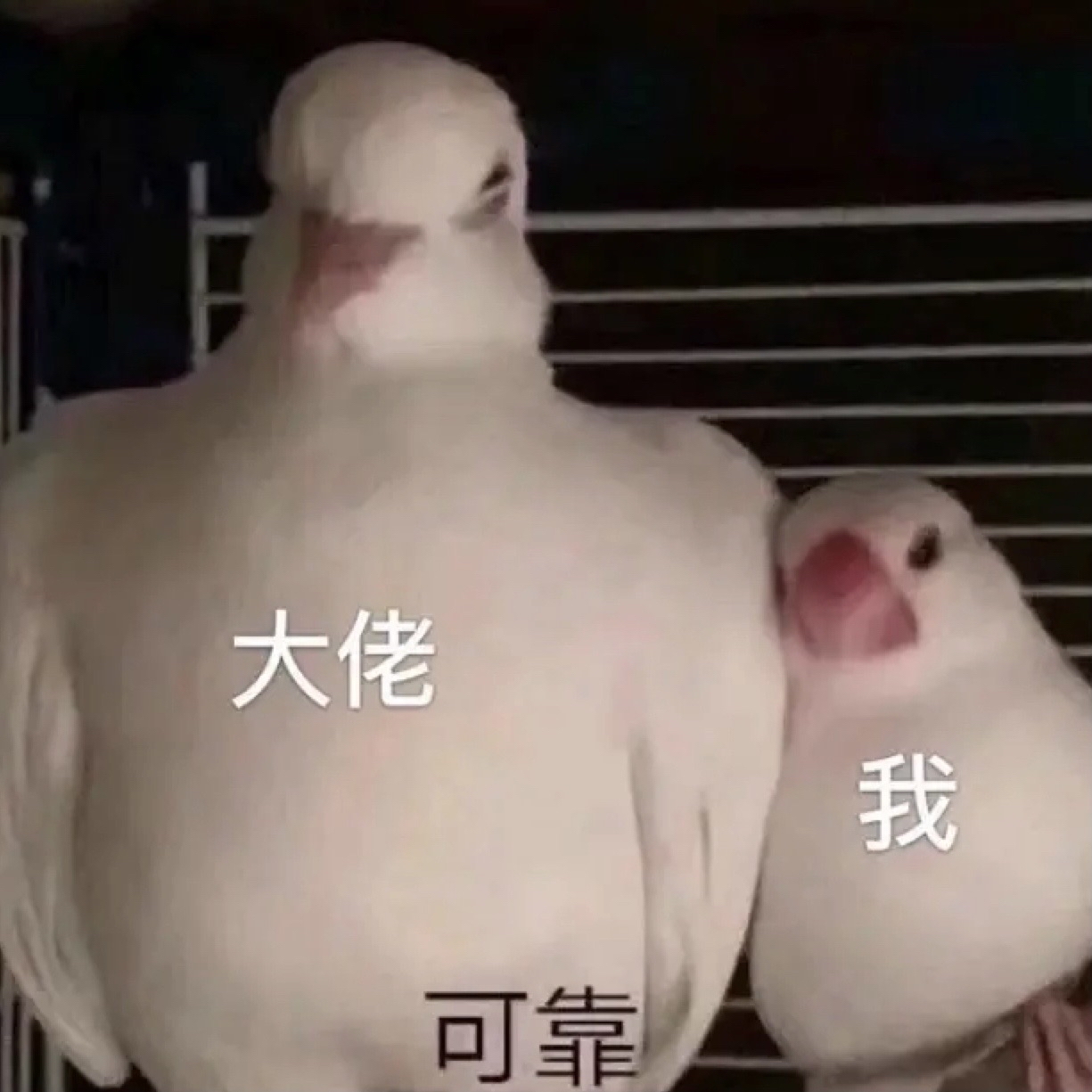 大佬与我