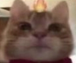 猫咪头顶火焰