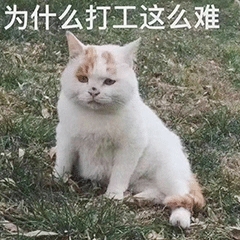 打工猫的困惑