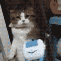 震惊猫