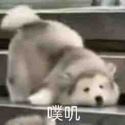 狗狗懵圈