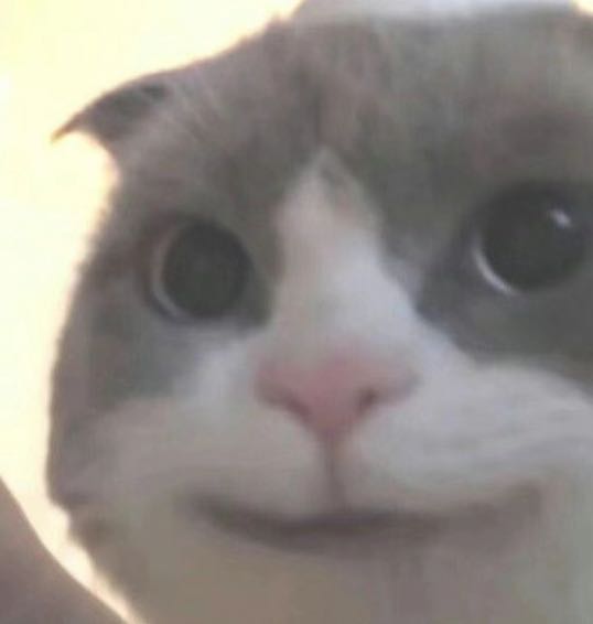 震惊猫