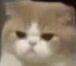 不屑猫