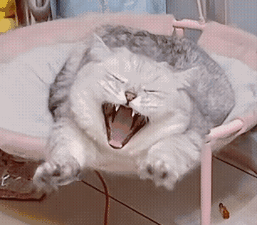 打哈欠的猫