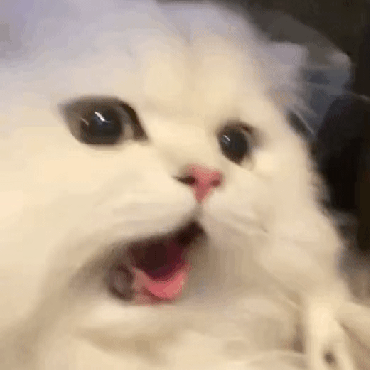 震惊猫