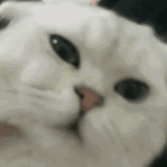 猫咪震惊脸