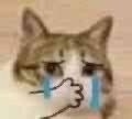 委屈猫流泪