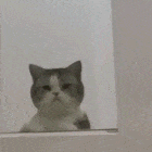暗中观察的猫