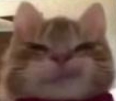 猫咪的迷之微笑