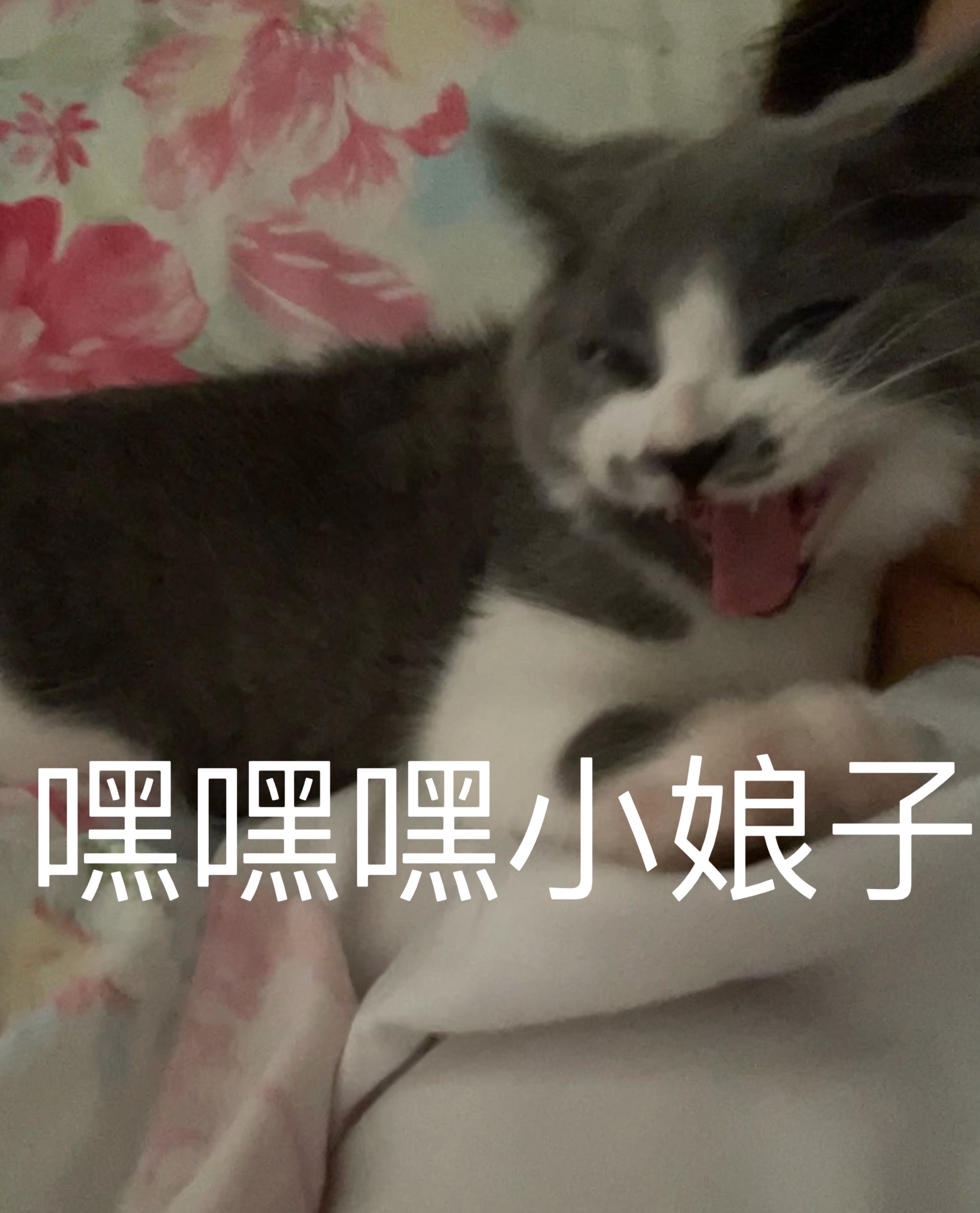 嘿嘿嘿小娘子
