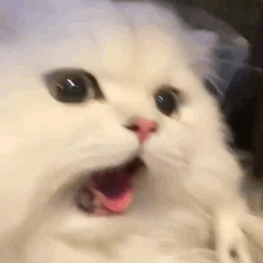 惊讶的猫咪