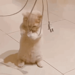 猫咪与电线