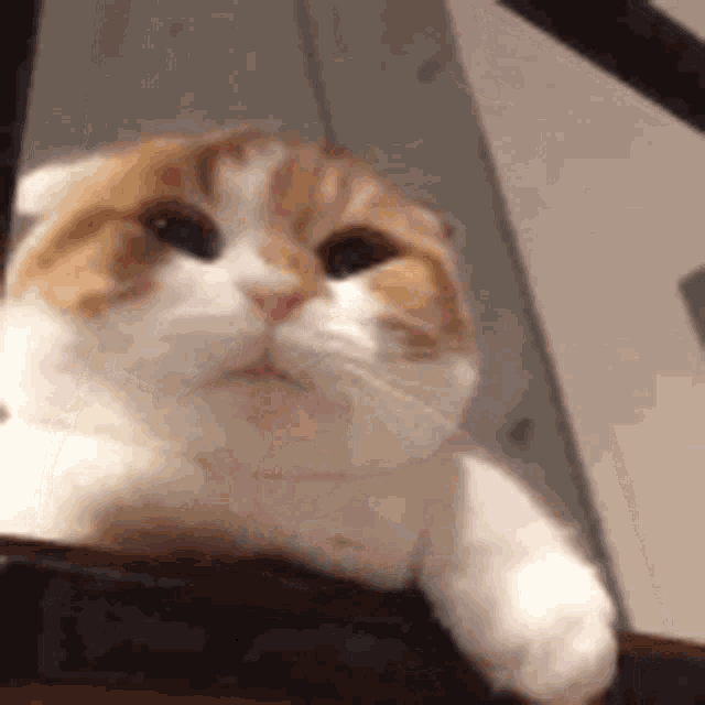 惊讶的猫咪