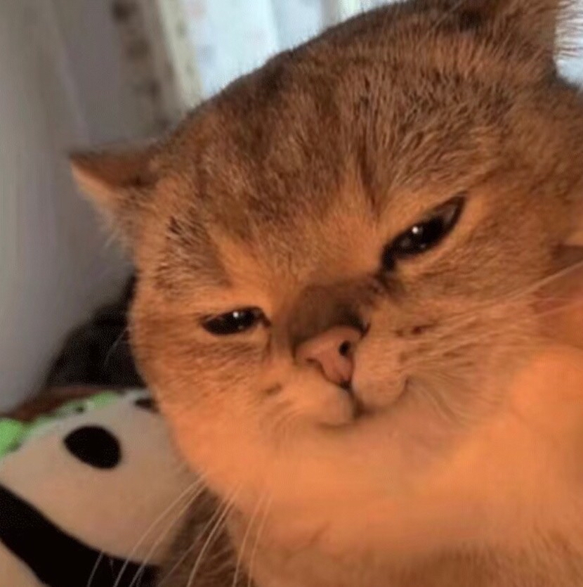 生气的猫咪